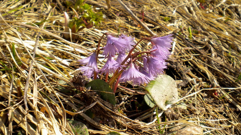 Primulacea -  Soldanella alpina